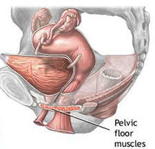 pelvic floor muscle diagram